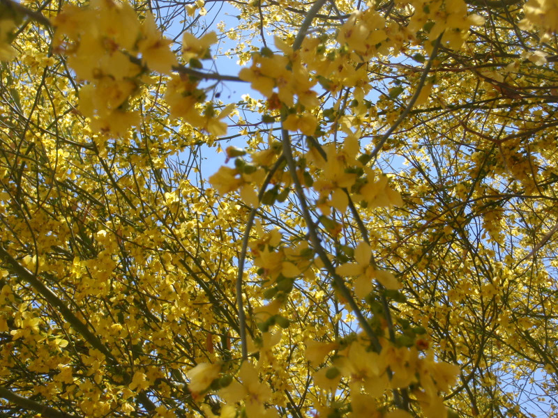 Creosote Bush in bloom.